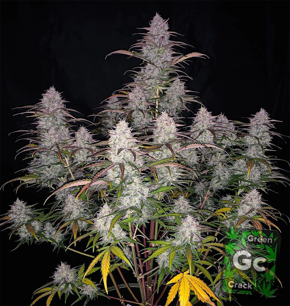 Green Crack Auto | Autoflowering Hanfsamen von Fast Buds | 3 Samen Green Crack Auto | Autoflowering Hanfsamen von Fast Buds
