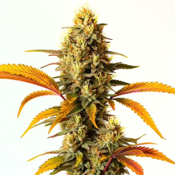 Hellfire OG Auto Pflanze Freigestellte Hellfire OG Auto Pflanze mit orange gefärbten Blättern