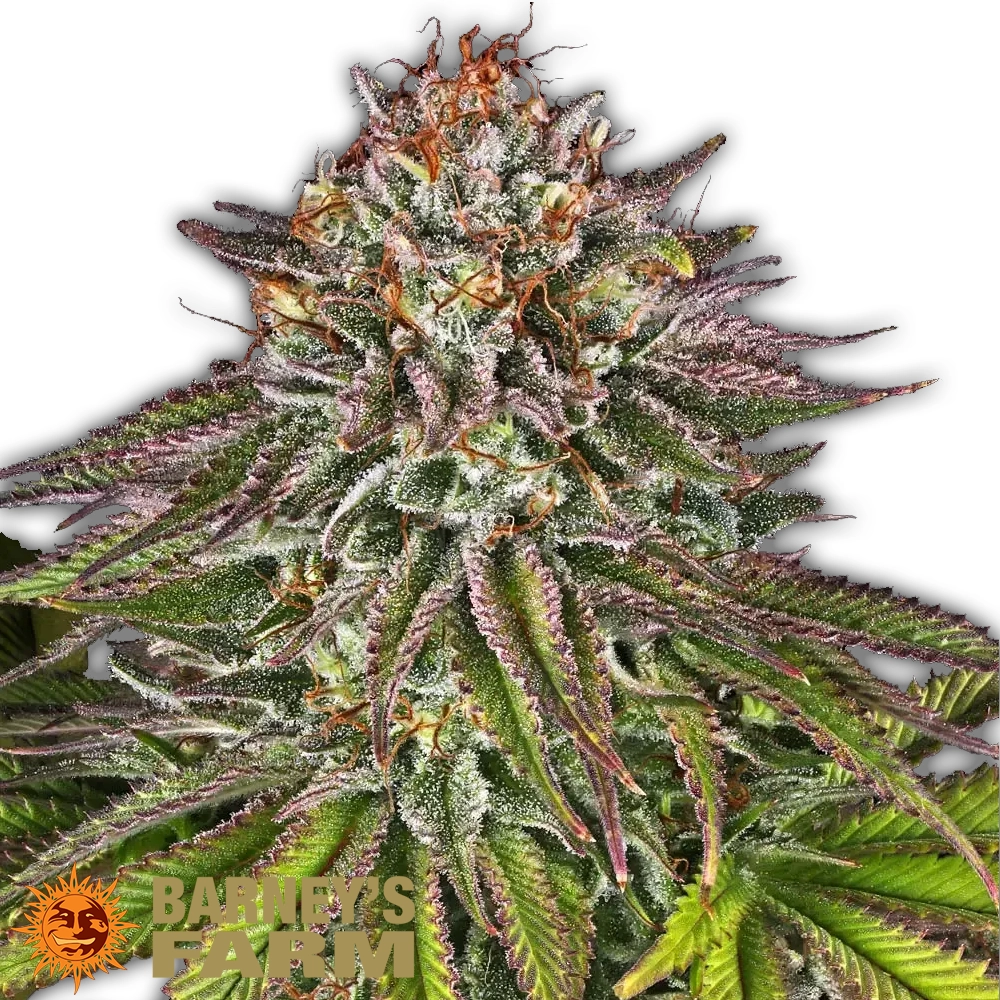Critical Kush | Feminisierte Hanfsamen von Barney's Farm | 3 Samen Critical Kush | Feminisierte Hanfsamen von Barney's Farm