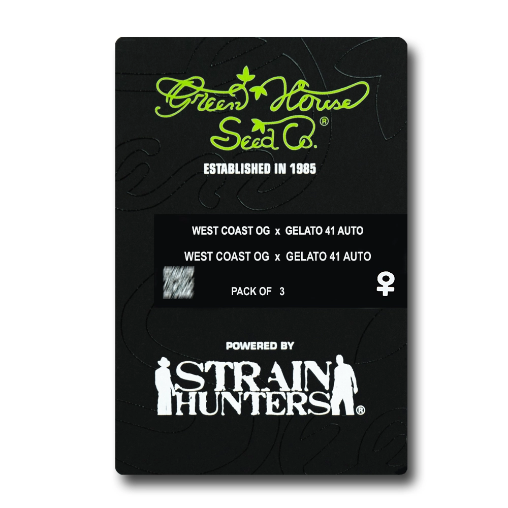 West Coast OG x Gelato 41 Auto | Autoflowering Cannabissamen von Green House Seeds