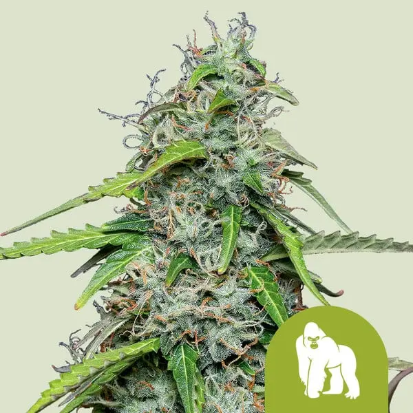 Royal Gorilla Auto | Autoflowering Cannabissamen von Royal Queen Seeds | 3 Samen Royal Gorilla Auto | Autoflowering Cannabissamen von Royal Queen Seeds
