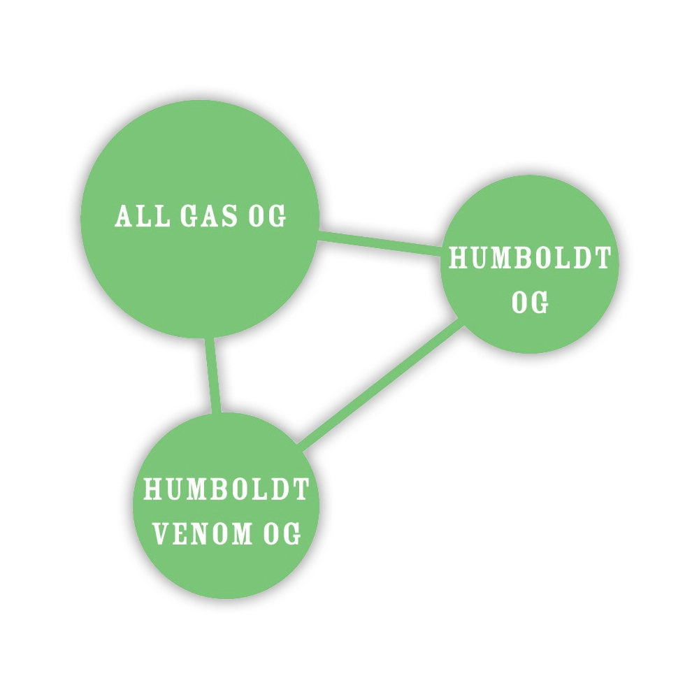 All Gas OG Auto | Autoflowering Hanfsamen von Humboldt Seed