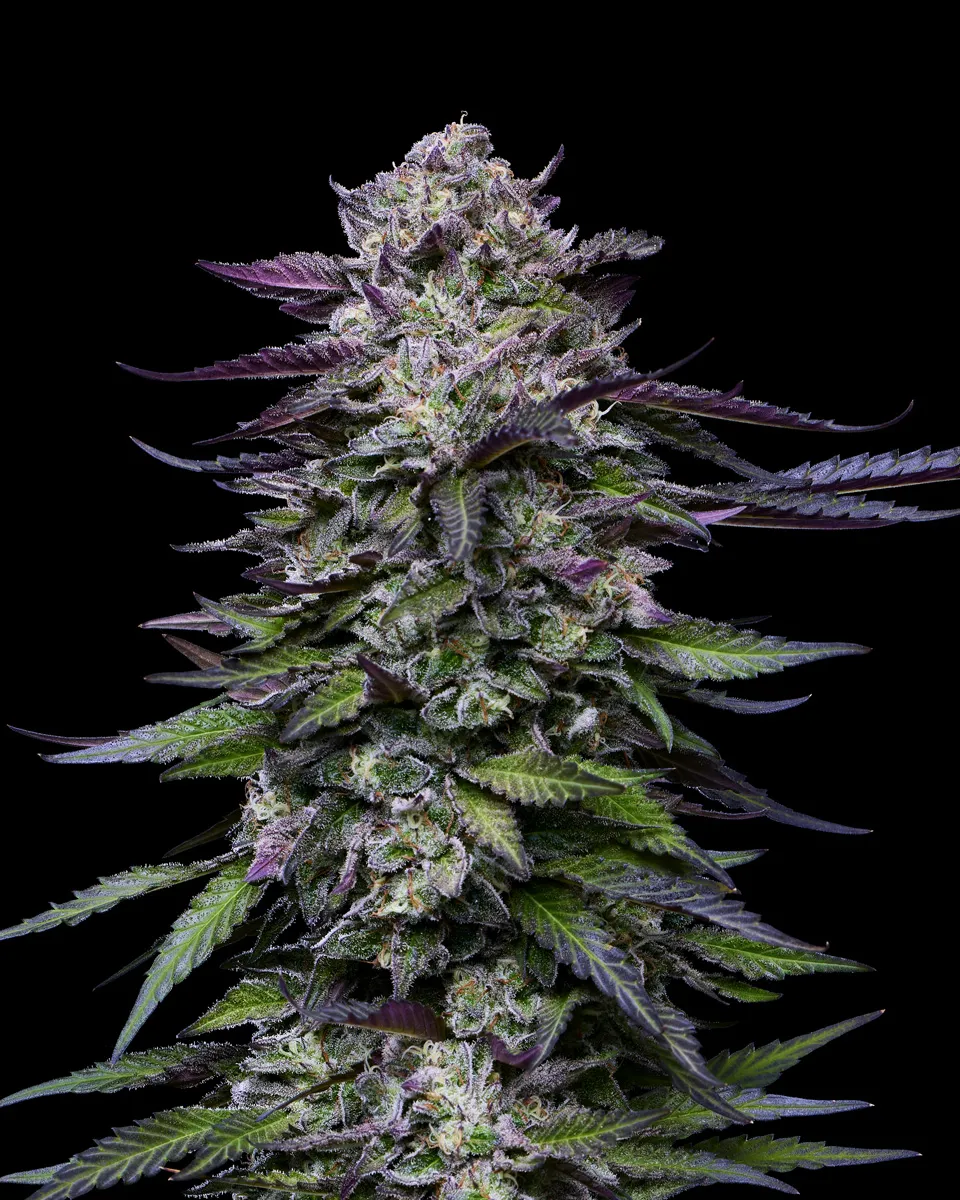 Candy Hustle Blütentrieb Candy Hustle Blütentrieb mit violett gefärbten Blättern