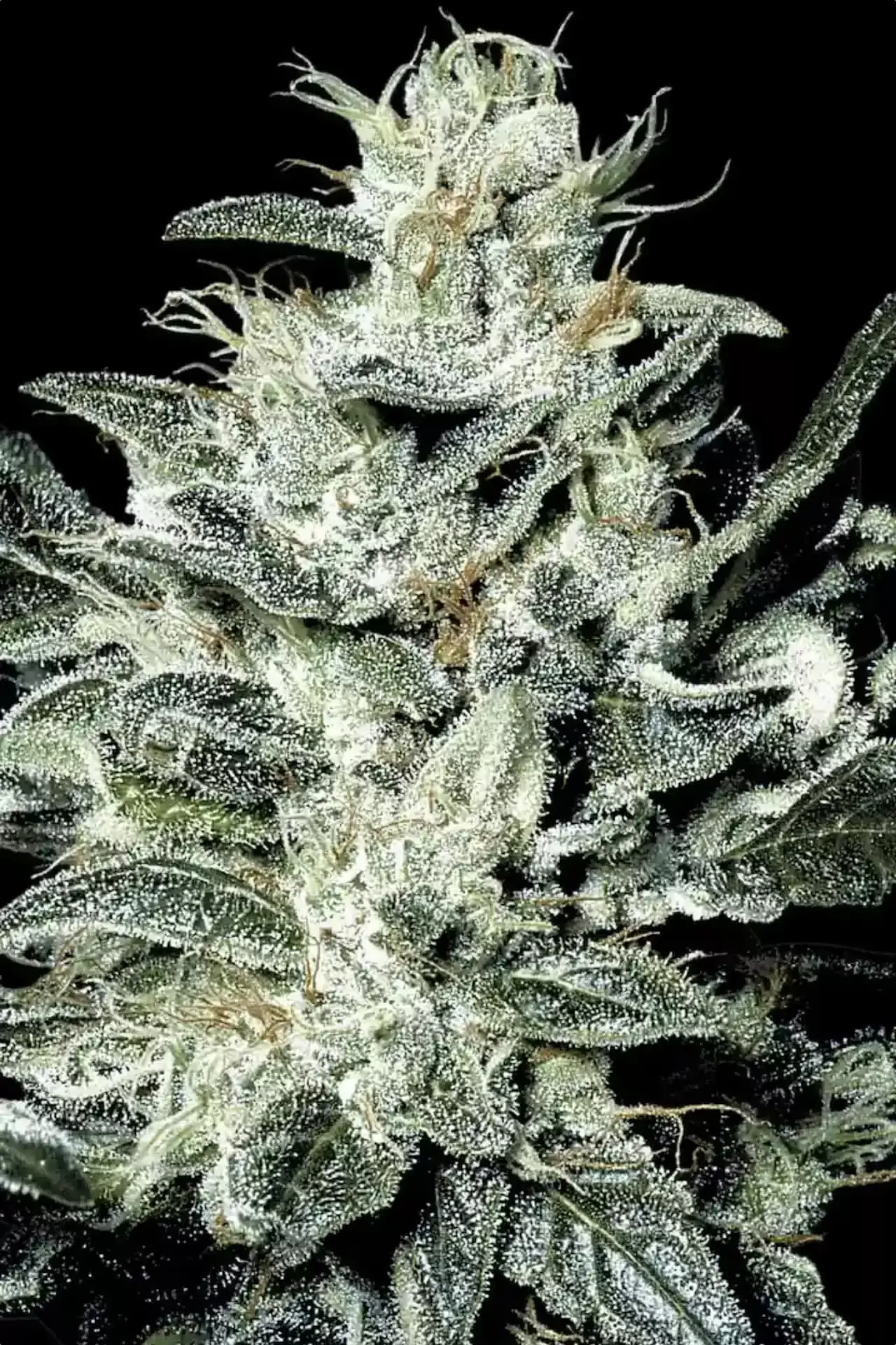 Sensi Star | Feminisierte Cannabissamen von Paradise Seeds | 3 Samen