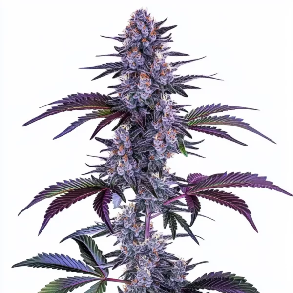 Blueberry Autoflower Pflanze Freigestellte Blueberry Autoflower Pflanze mit violett gefärbten Blättern