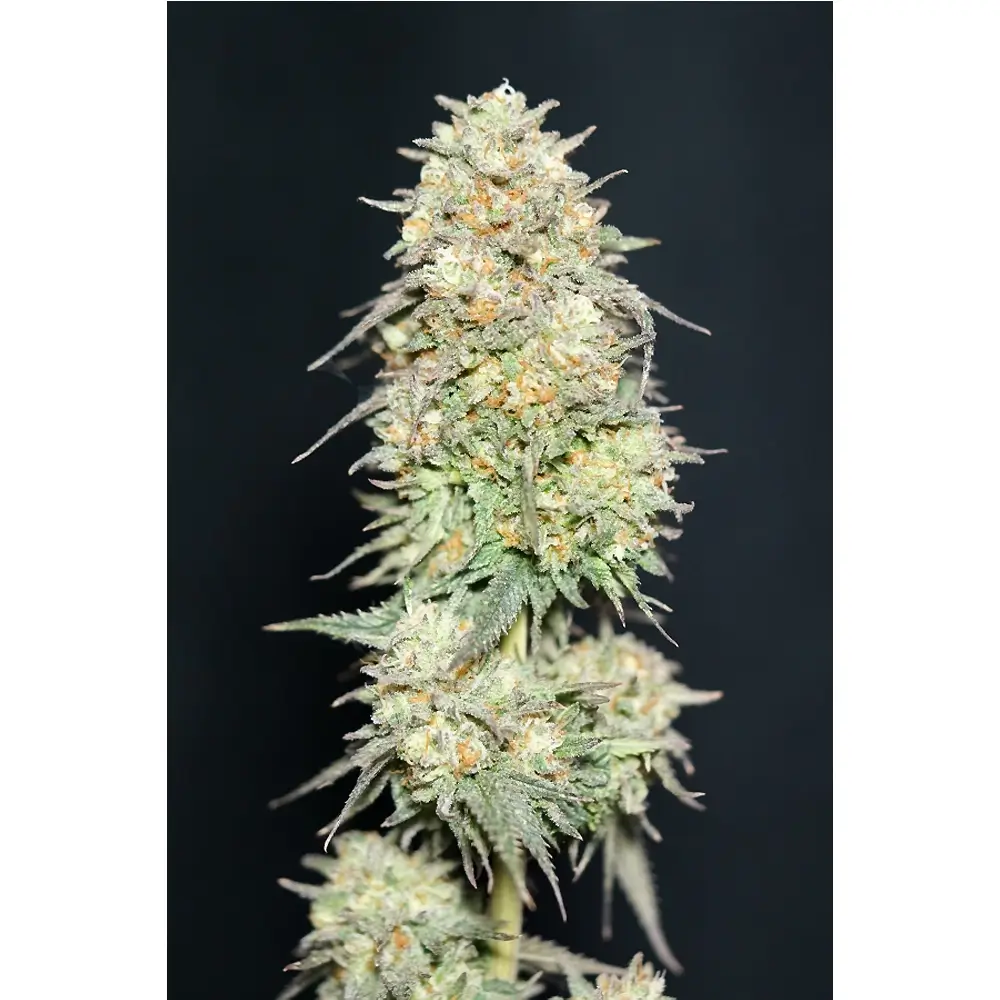 Lemonpaya Pflanze Lemonpaya Cannabispflanze in der Blüte vor dunklem Hintergrund