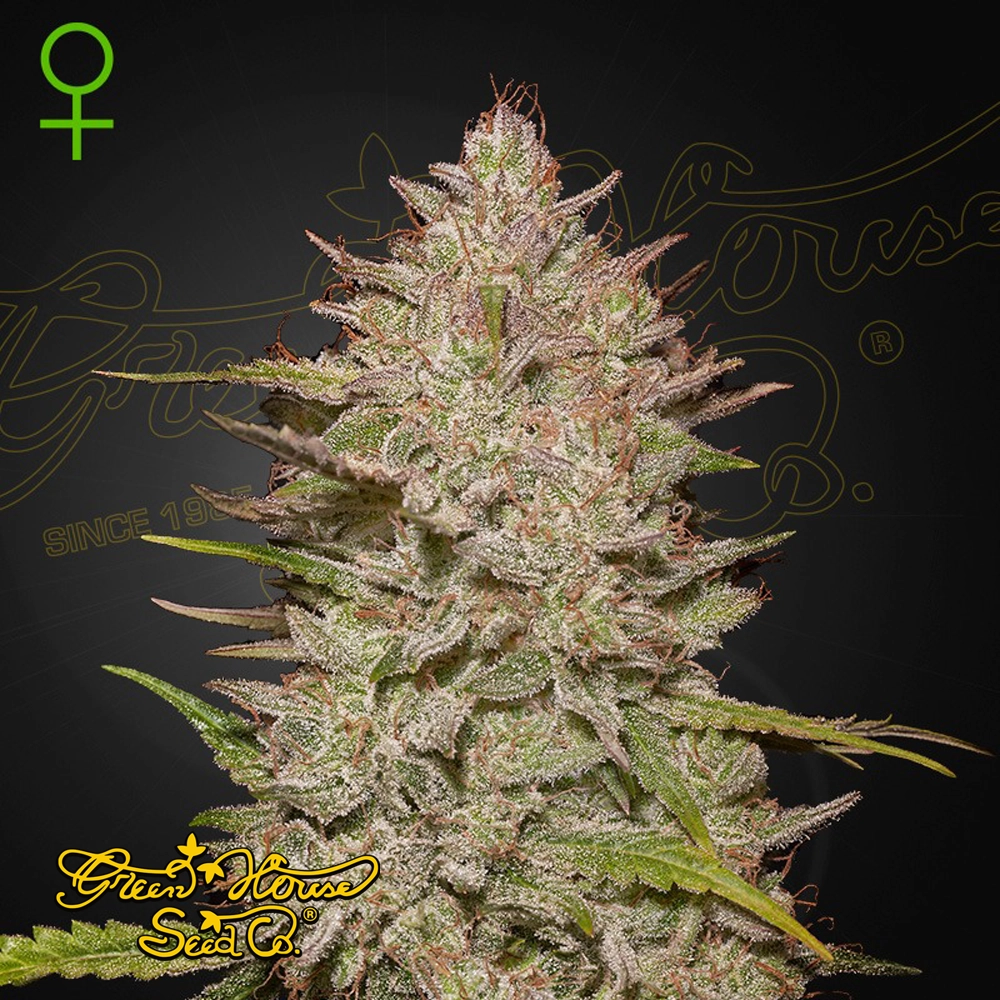 Chemical Candy Auto | Autoflowering Hanfsamen von Green House Seeds | 3 Samen