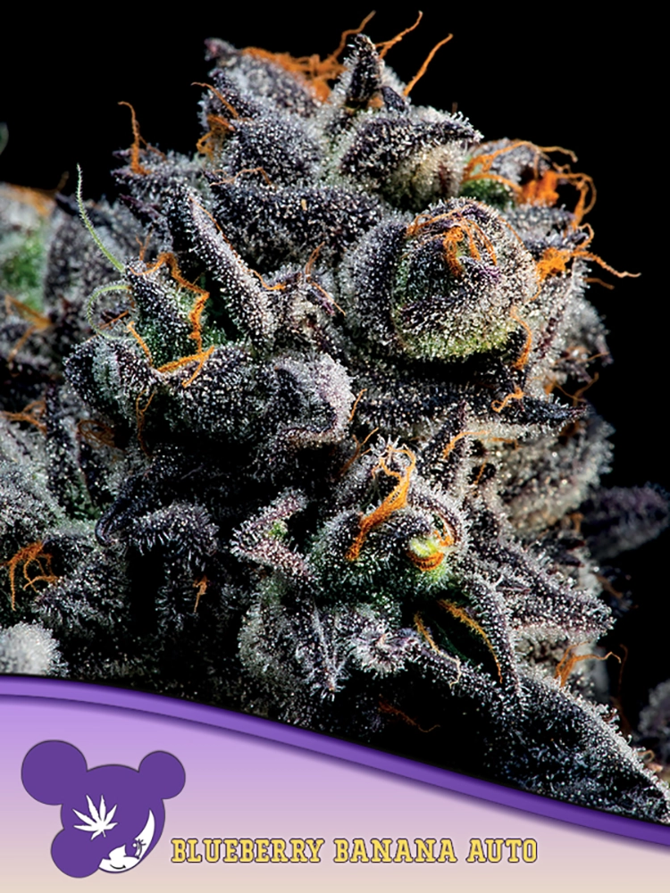 Auto Blueberry Banana | Autoflowering Hanfsamen von Anesia Seeds | 3 Samen Auto Blueberry Banana | Autoflowering Hanfsamen von Anesia Seeds