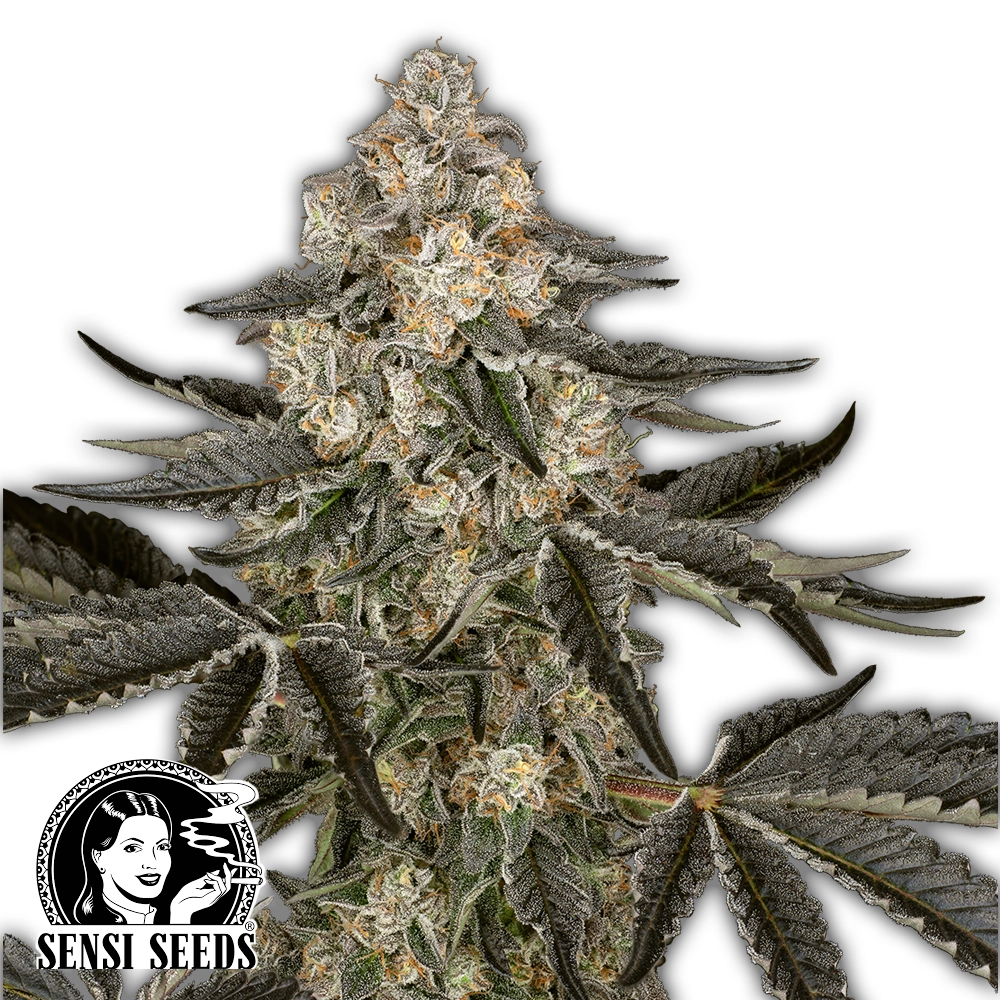 Sauvignon Blanc Auto | Autoflowering Hanfsamen von Sensi Seeds