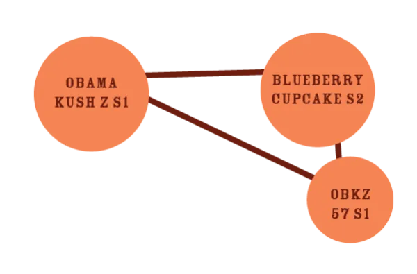 Puff Pastry Genetik Genetik-Stammbaum von Puff Pastry aus Obama Kush Z S1 und Blueberry Cupcake S2