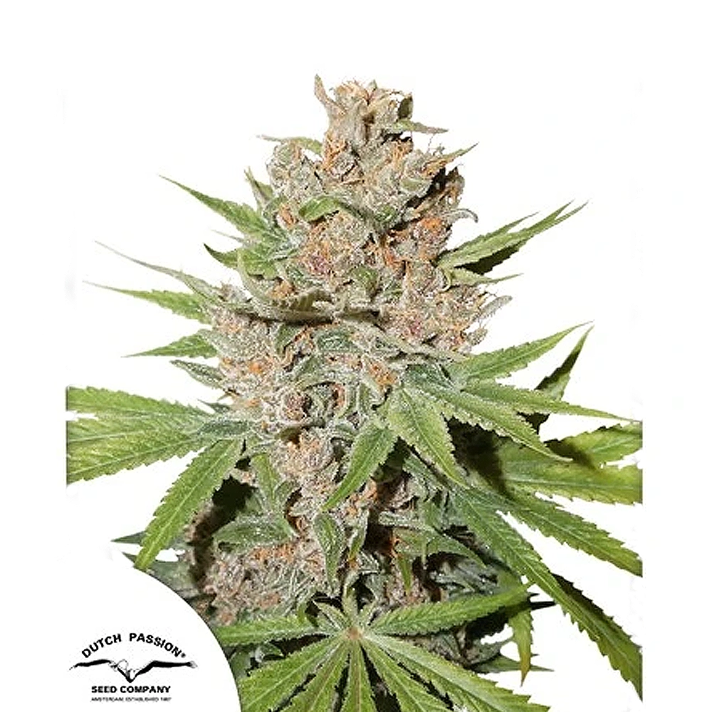 Passion Fruit | Feminisierte Hanfsamen von Dutch Passion | 3 Samen Passion Fruit | Feminisierte Hanfsamen von Dutch Passion