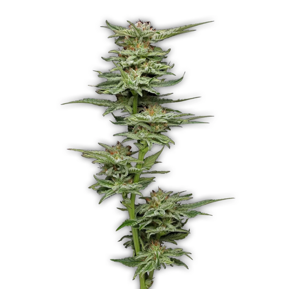 Blueberry Muffin | Feminisierte Hanfsamen von Humboldt Seed | 3 Samen Blueberry Muffin | Feminisierte Hanfsamen von Humboldt Seed