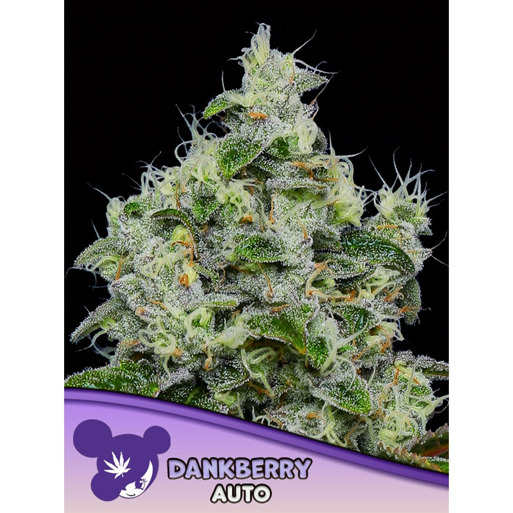 Dankberry Auto | Autoflowering Hanfsamen von Anesia Seeds | 3 Samen