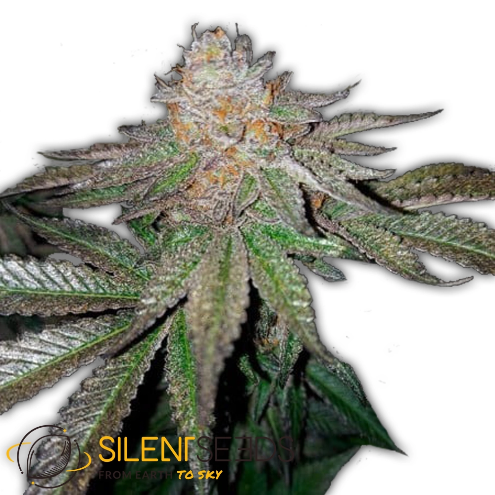 Grape Juice | Feminisierte Hanfsamen von Silent Seeds