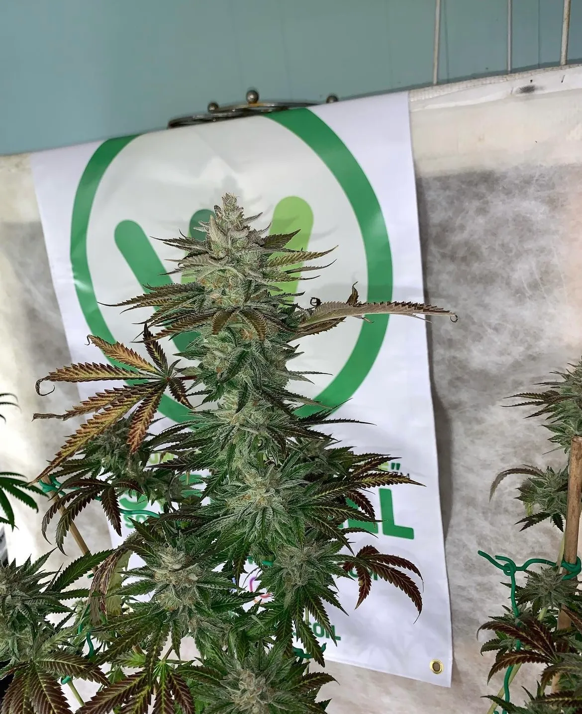 Zeltzer im Grow Zeltzer Pflanze im Growraum vor einer Folienwand