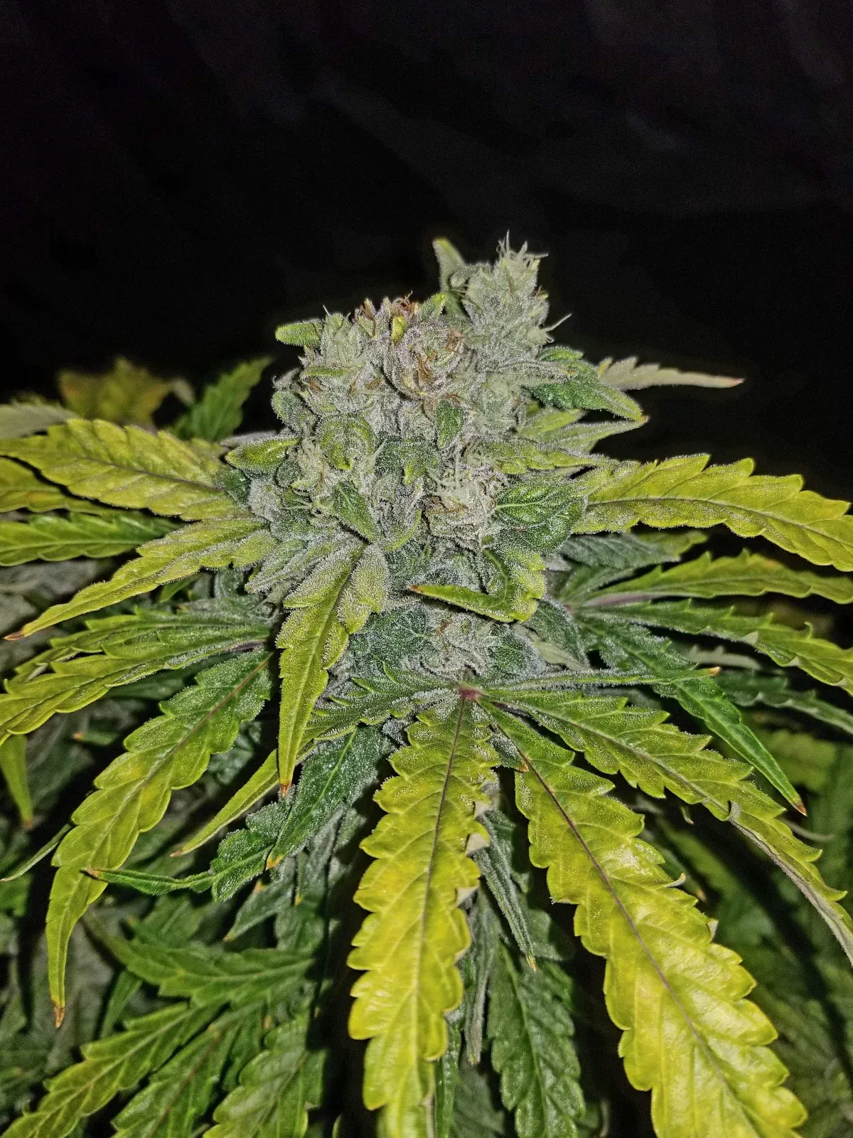 CBD Auto 1:1 Blütenstand Dichter CBD Auto 1:1 Blütenstand mit gelbgrünen Blättern