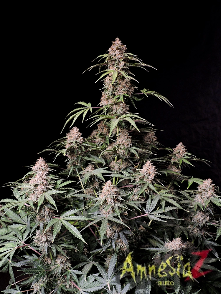 Amnesia Zkittlez Auto | Autoflowering Hanfsamen von Fast Buds | 3 Samen