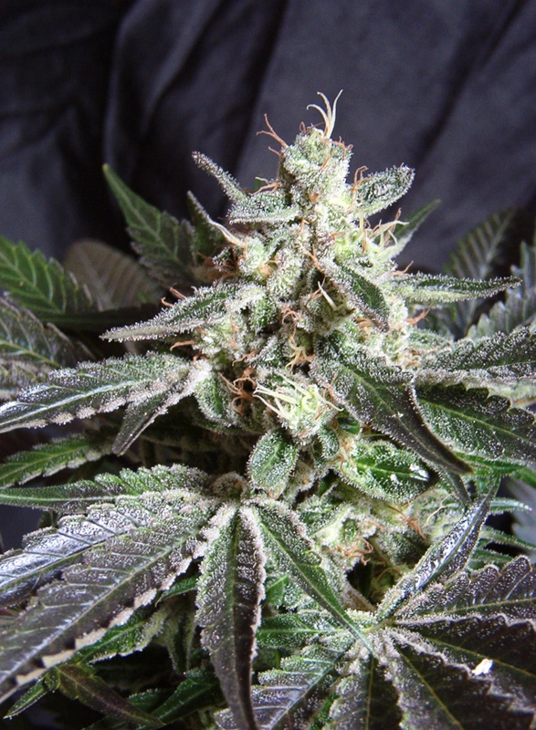 Black Jack | Feminisierte Cannabissamen von Sweet Seeds