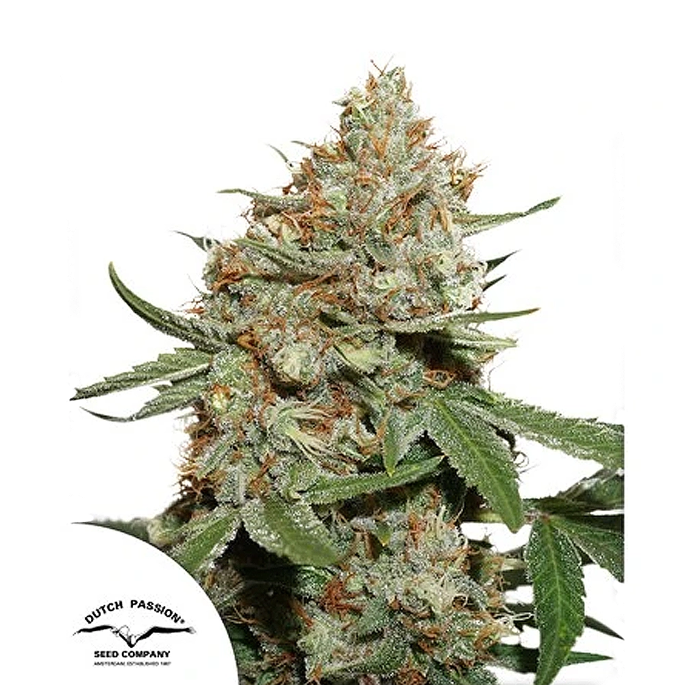 Skunk #1 | Feminisierte Cannabissamen von Dutch Passion | 10 Samen