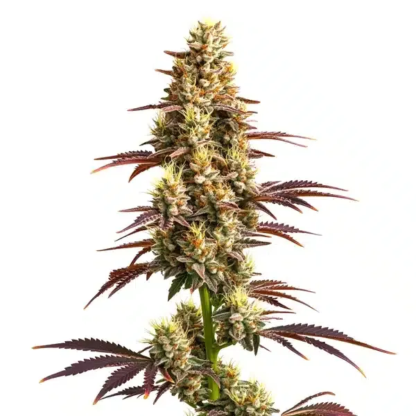 Super Boof Auto Pflanze Freigestellte Super Boof Auto Pflanze mit rötlich gefärbten Blättern