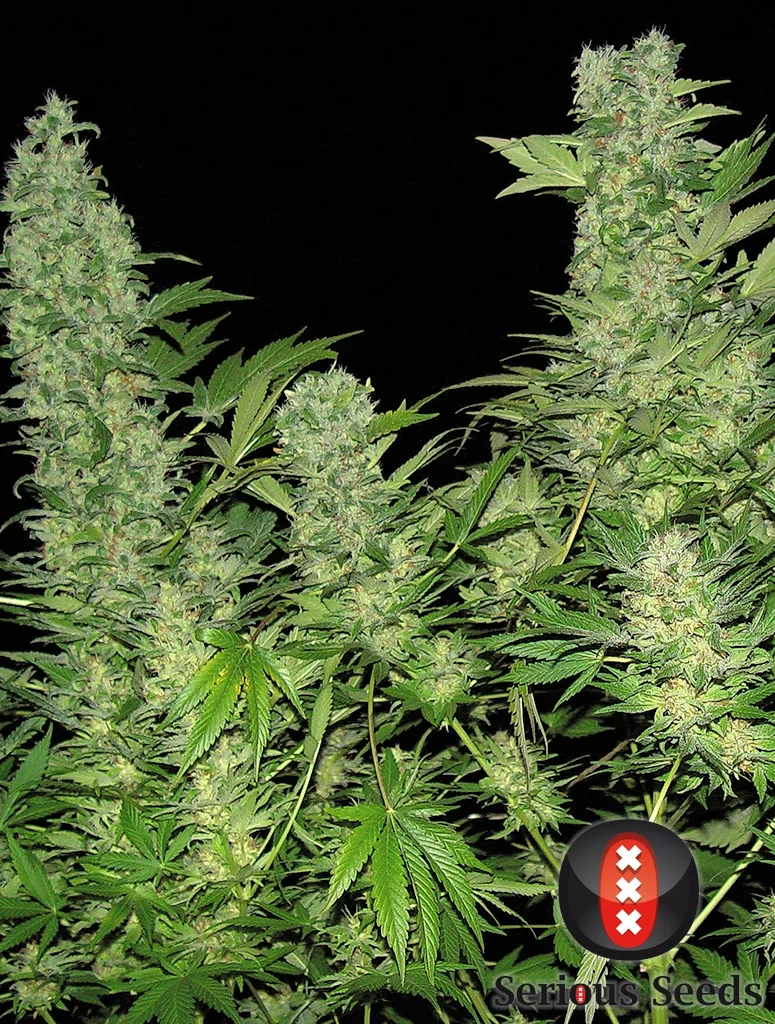 Double Dutch Pflanze Double Dutch Cannabispflanze in der Blüte vor schwarzem Hintergrund