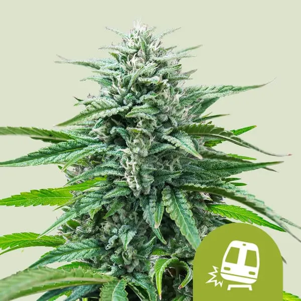 Trainwreck Auto | Autoflowering Hanfsamen von Royal Queen Seeds | 3 Samen