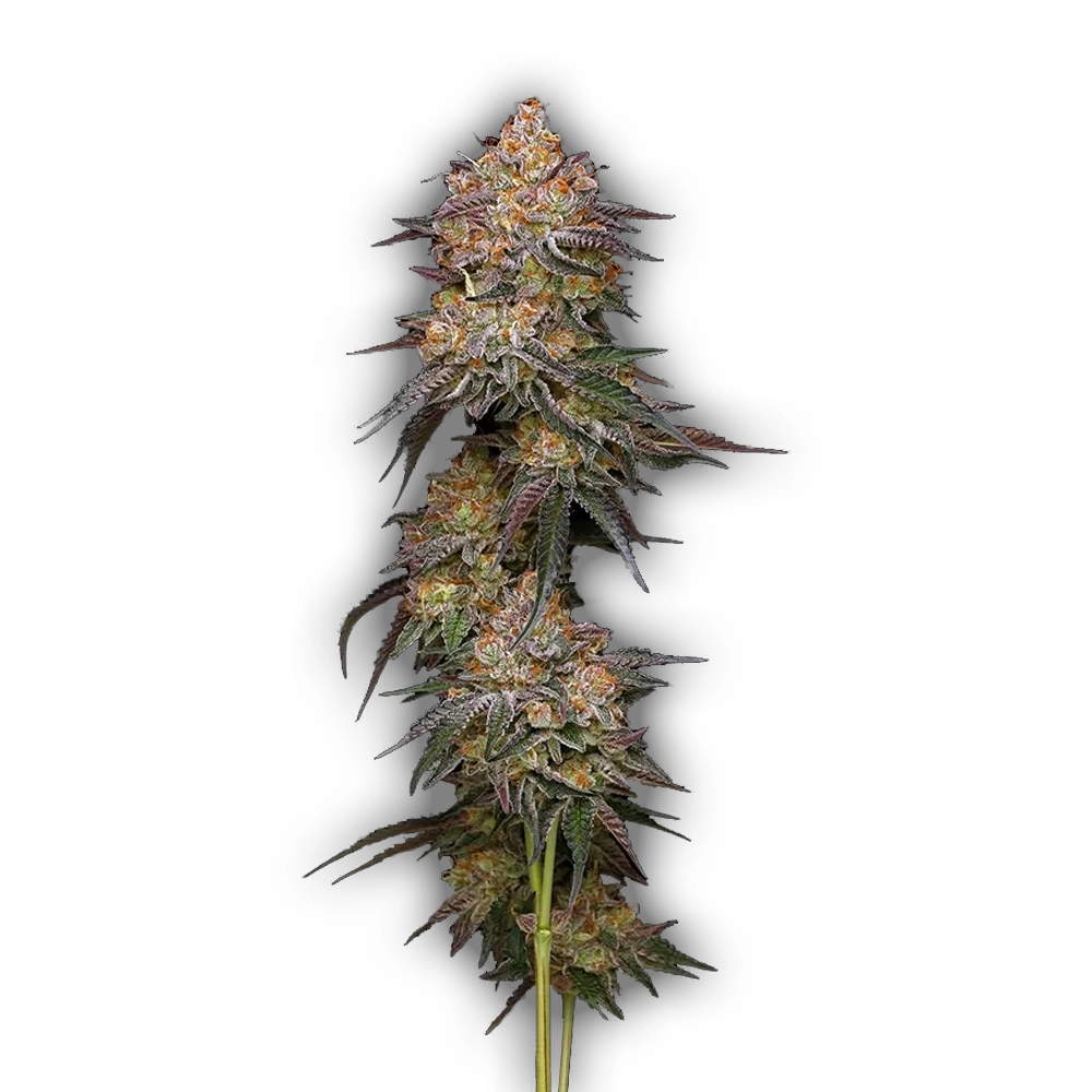 Granny Candy | Feminisierte Hanfsamen von Humboldt Seed | 3 Samen Granny Candy | Feminisierte Hanfsamen von Humboldt Seed