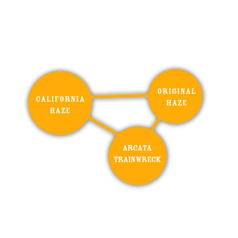 California Haze | Feminisierte Hanfsamen von Humboldt Seed