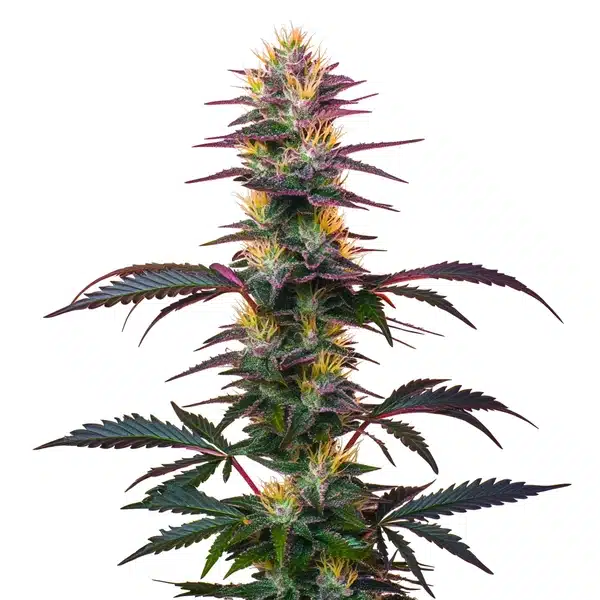 BlackBerry Auto | Autoflowering Hanfsamen von Cludi Bulk Seed Bank | 5 Samen BlackBerry Auto | Autoflowering Hanfsamen von Cludi Bulk Seed Bank | 5 Samen