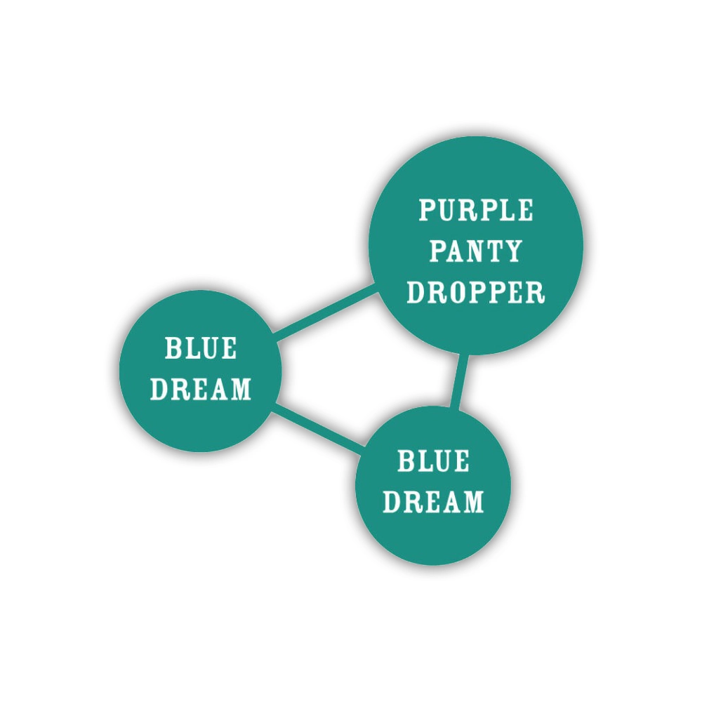 Humboldt Dream | Feminisierte Hanfsamen von Humboldt Seed