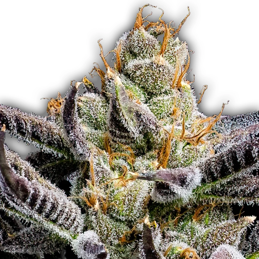 Jelly Donutz | Feminisierte Hanfsamen von Humboldt Seed