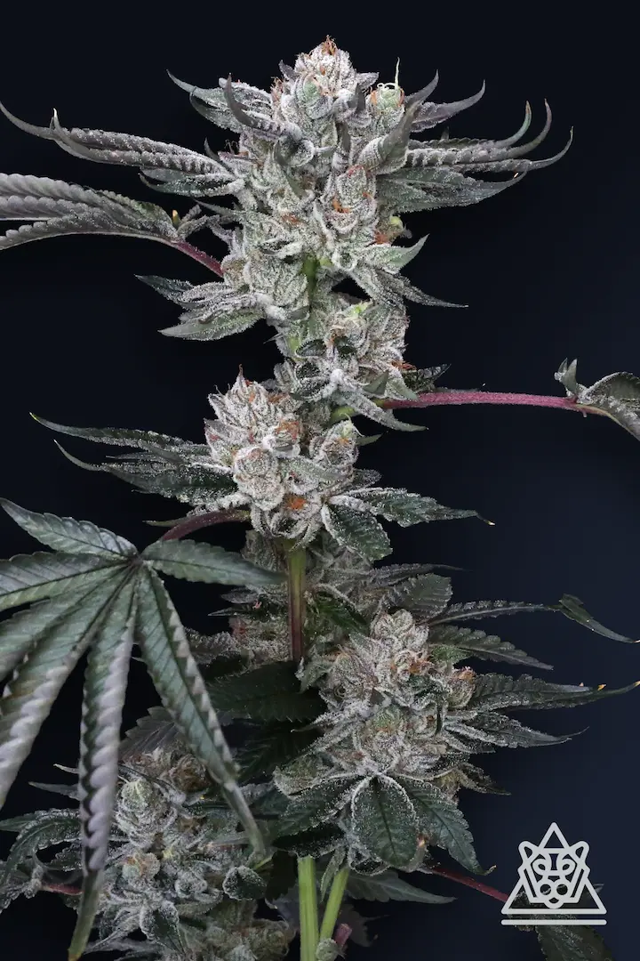 Luxar-Dos | Feminisierte Cannabissamen von Compound Genetics | 5 Samen Luxar-Dos | Feminisierte Cannabissamen von Compound Genetics
