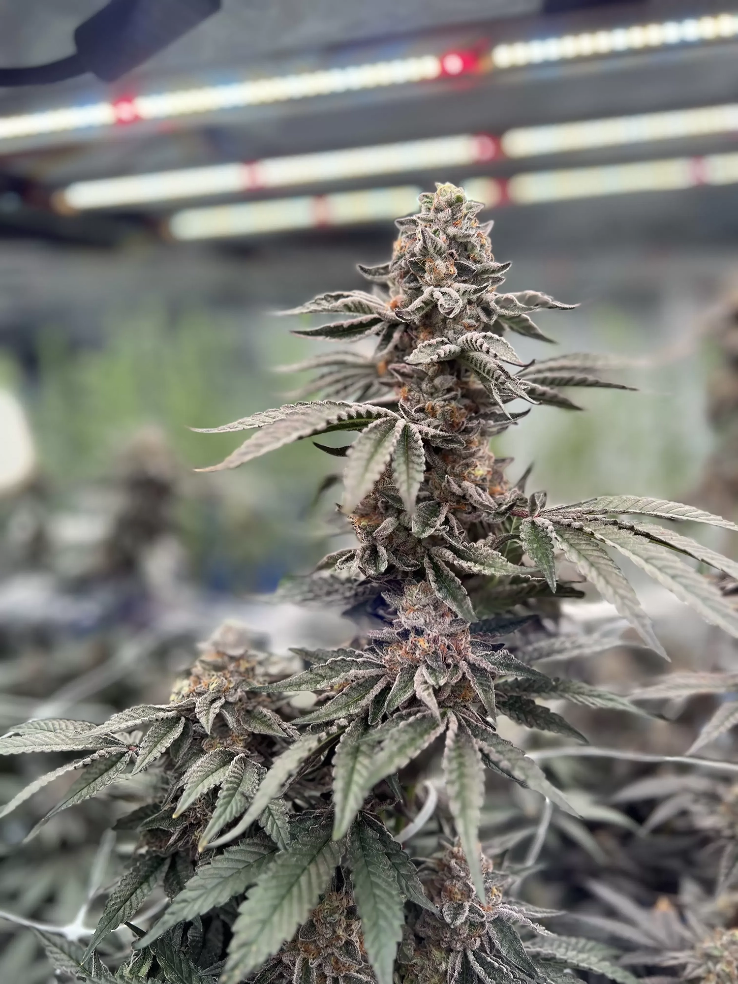 Gym Crush Pflanze Gym Crush Cannabispflanze in der Blüte unter Growlampen