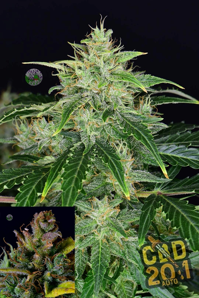 CBD Auto 20:1 | Autoflowering Hanfsamen von Fast Buds | 3 Samen