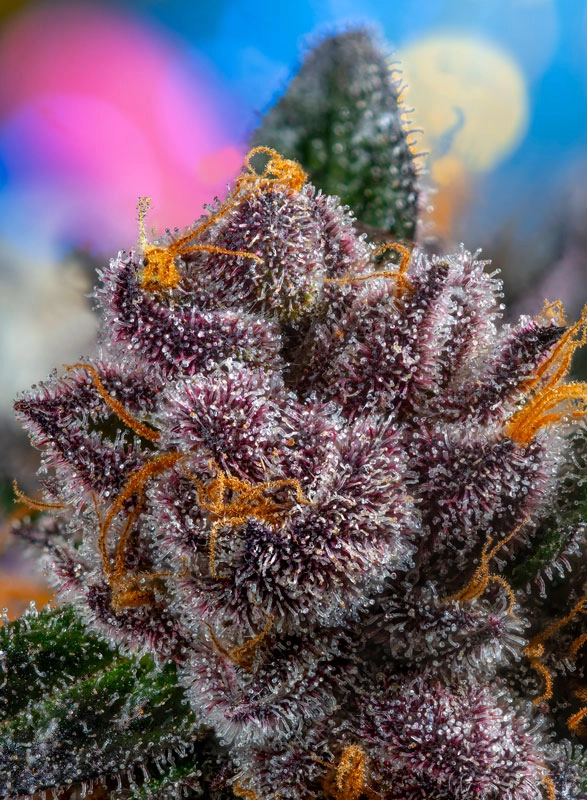 Red Strawberry Banana Auto | Autoflowering Cannabissamen von Sweet Seeds