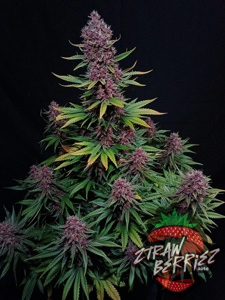 Ztrawberriez Auto | Autoflowering Hanfsamen von Fast Buds | 3 Samen