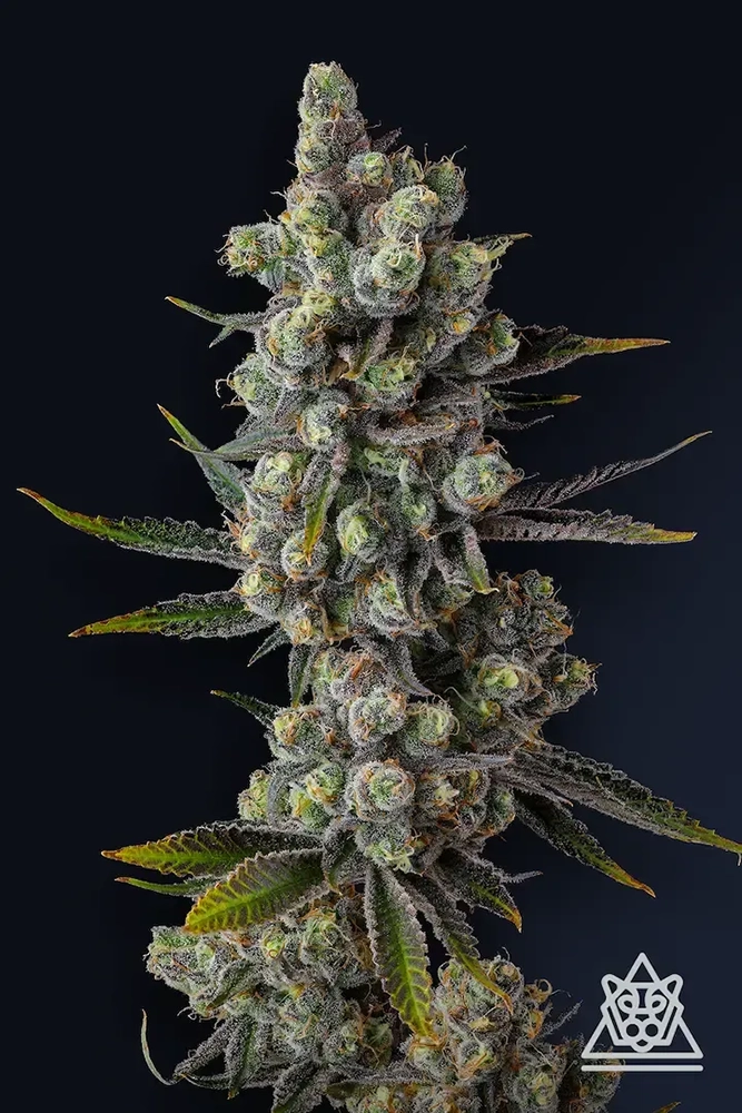 Cellar Stash | Feminisierte Hanfsamen von Compound Genetics | 7 Samen Cellar Stash | Feminisierte Hanfsamen von Compound Genetics | 7 Samen