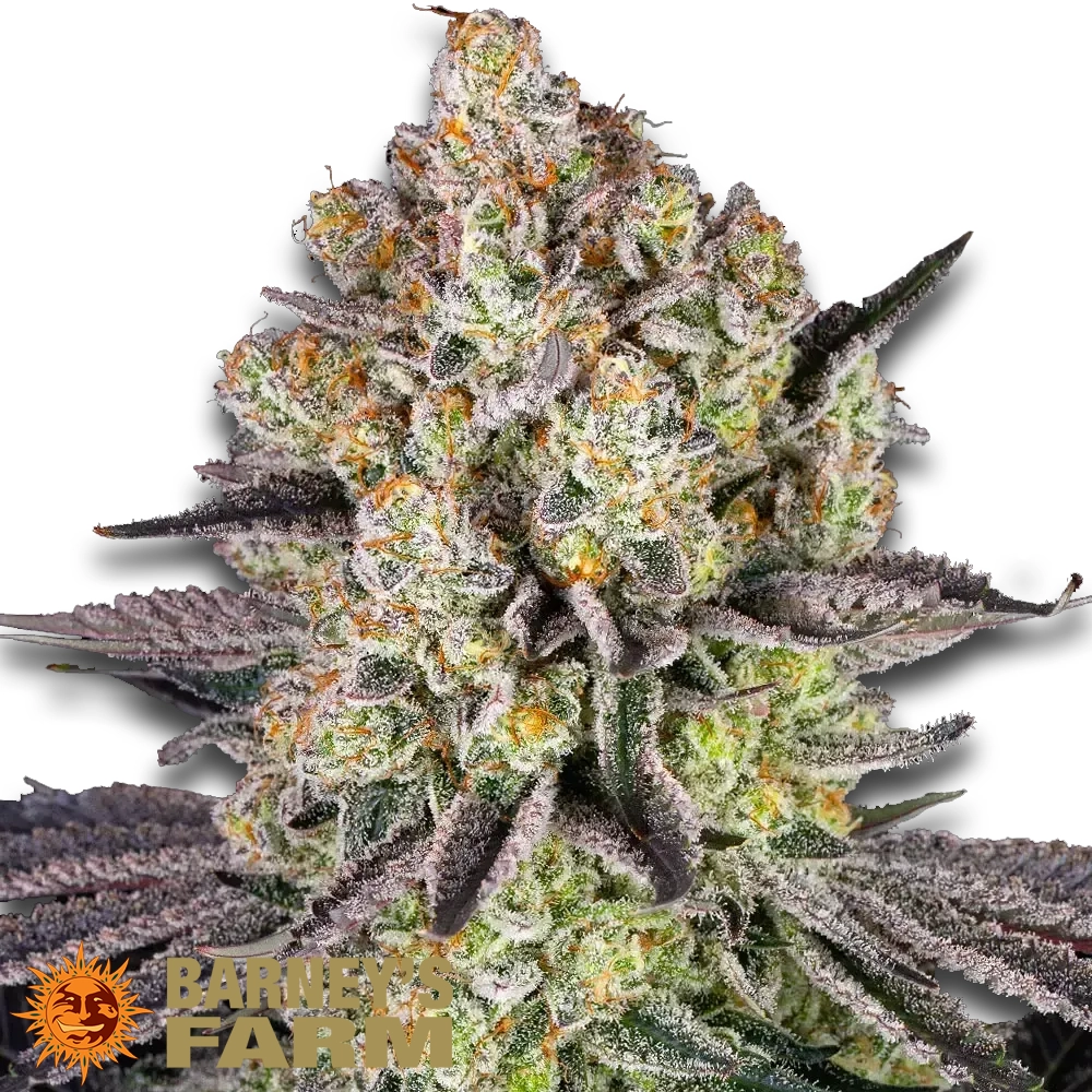 Runtz | Feminisierte Cannabissamen von Barney's Farm | 3 Samen