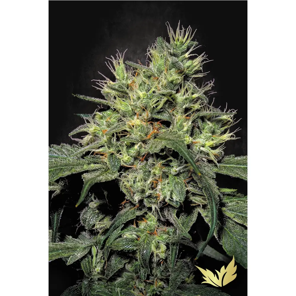 Dutch Dragon Pflanze Dutch Dragon Cannabispflanze mit dichtem, hellgrünem Blütenstand