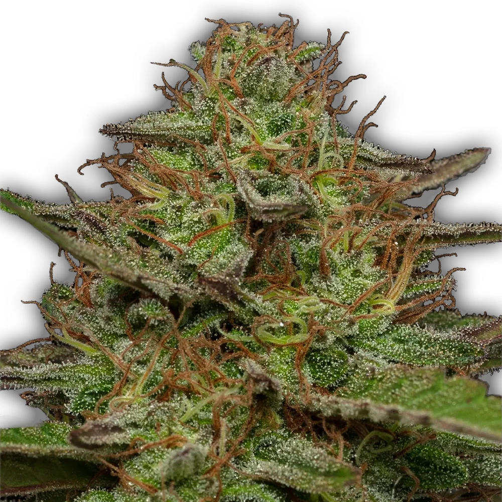 Strawberry Cheesecake Auto | Autoflowering Cannabissamen von Humboldt Seed