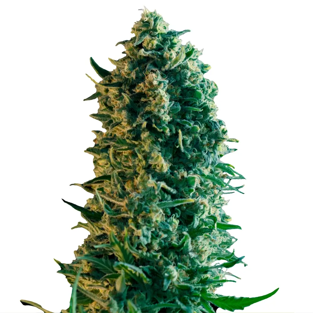 Royal Medic (CBD) | Feminisierte Hanfsamen von Royal Queen Seeds | 3 Samen