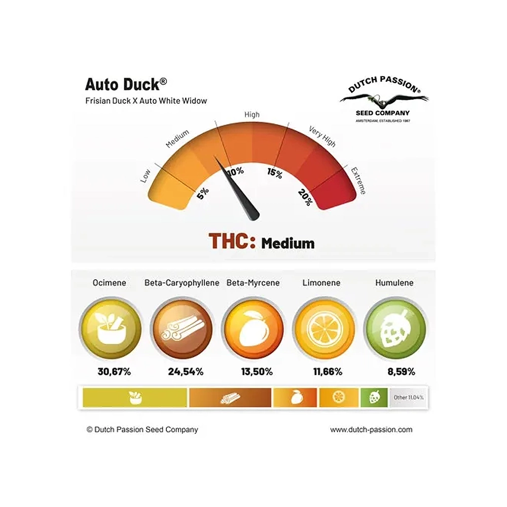 Auto Duck | Autoflowering Hanfsamen von Dutch Passion