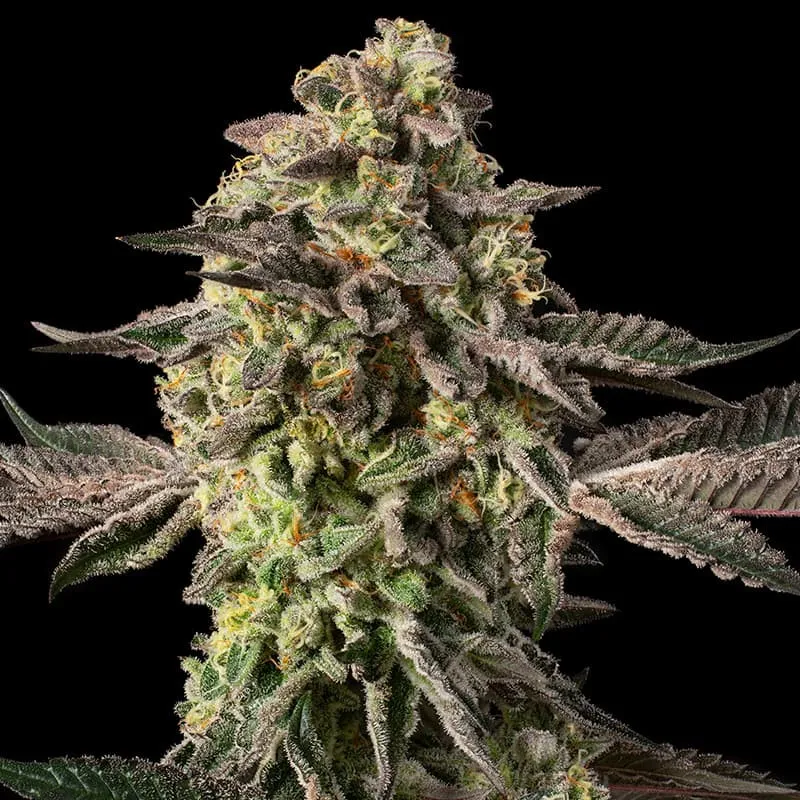 Sugar Rock by Cookies | Feminisierte Hanfsamen von Silent Seeds x Cookies | 3 Samen
