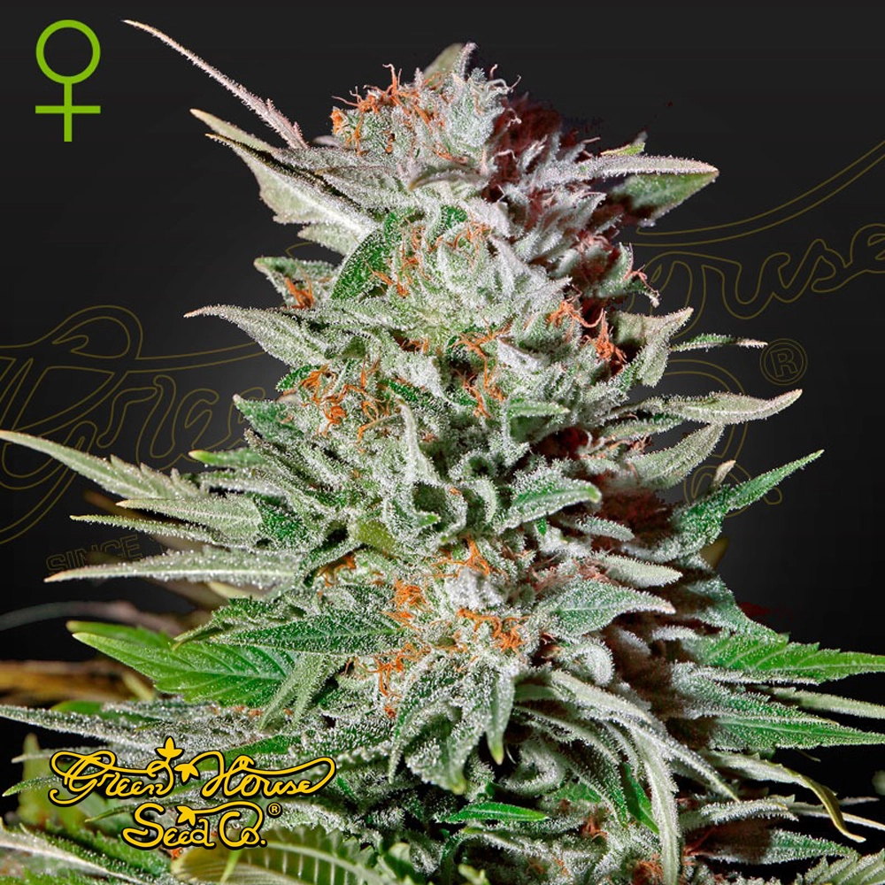 Super Lemon Haze Auto | Autoflowering Hanfsamen von Green House Seeds | 3 Samen Super Lemon Haze Auto | Autoflowering Hanfsamen von Green House Seeds | 3 Samen