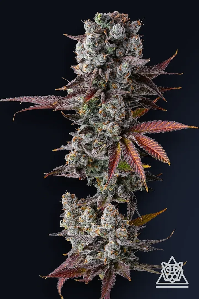Hawaiian Sunkist | Feminisierte Cannabissamen von Compound Genetics | 7 Samen