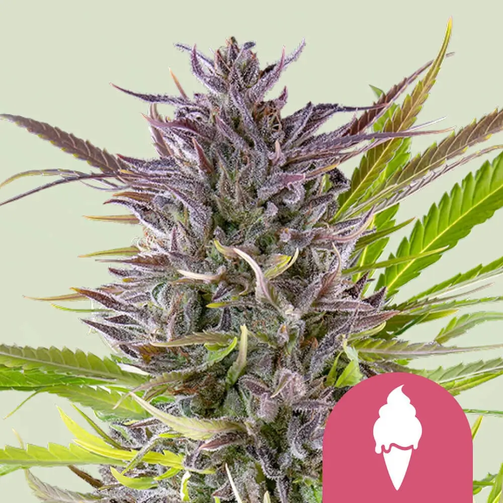 Green Gelato Pflanze Green Gelato Cannabispflanze mit violett gefärbten Blütentrieben