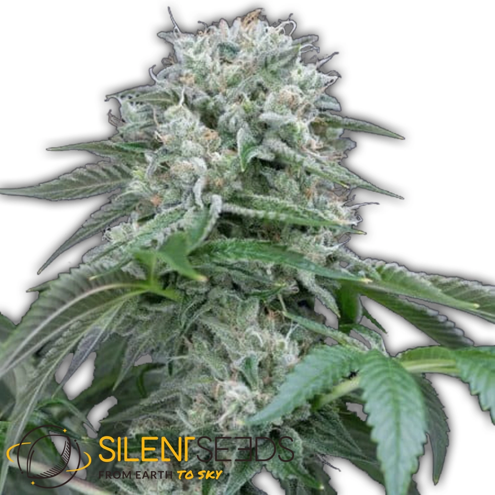 Star Fire O.G. | Feminisierte Hanfsamen von Silent Seeds | 3 Samen Star Fire O.G. | Feminisierte Hanfsamen von Silent Seeds