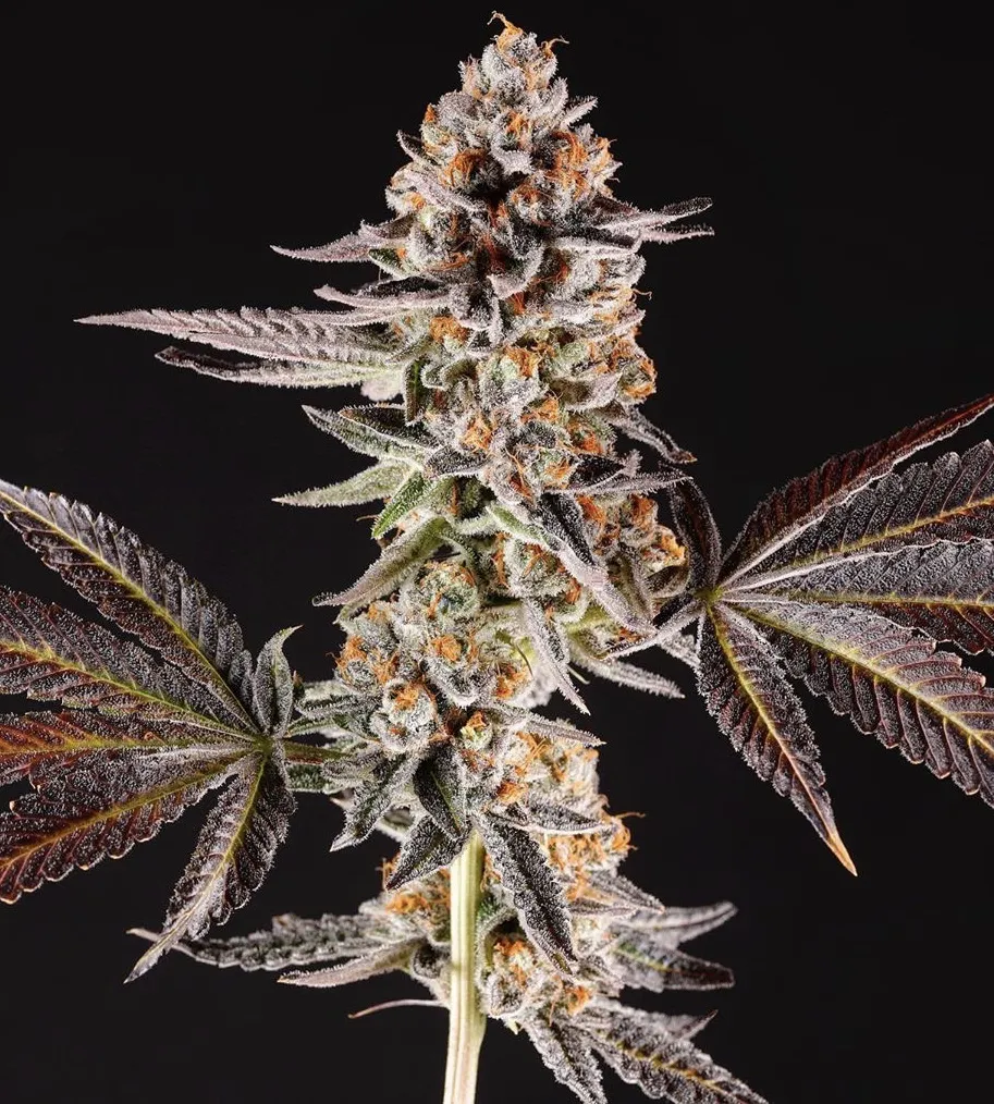 La Bomba | Feminisierte Hanfsamen von Compound Genetics