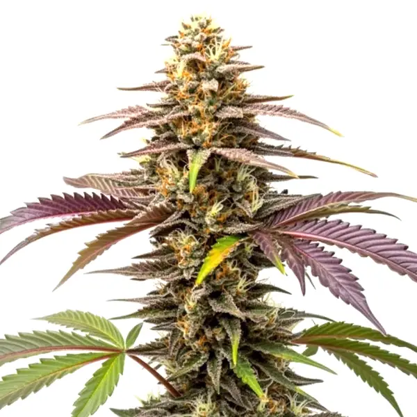Z OG | Feminisierte Cannabissamen von Cludi Bulk Seed Bank | 5 Samen Z OG | Feminisierte Cannabissamen von Cludi Bulk Seed Bank | 5 Samen