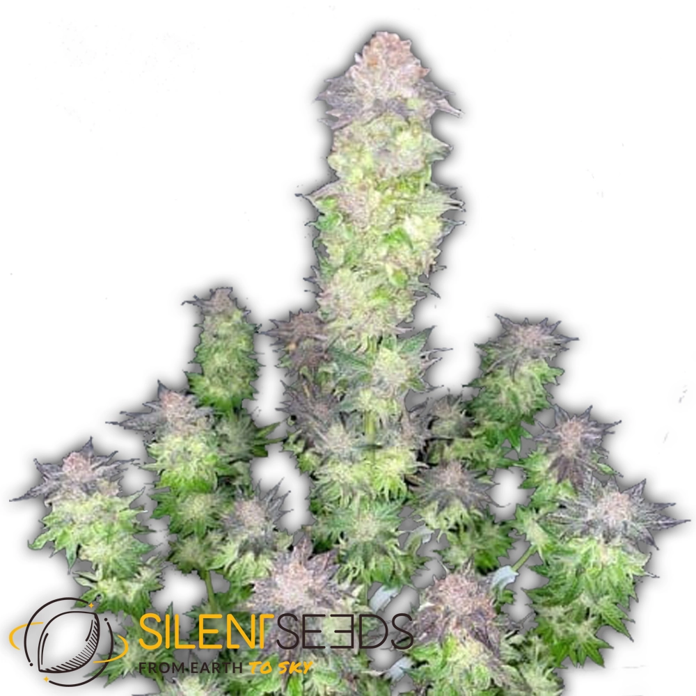 B-45 | Feminisierte Cannabissamen von Silent Seeds